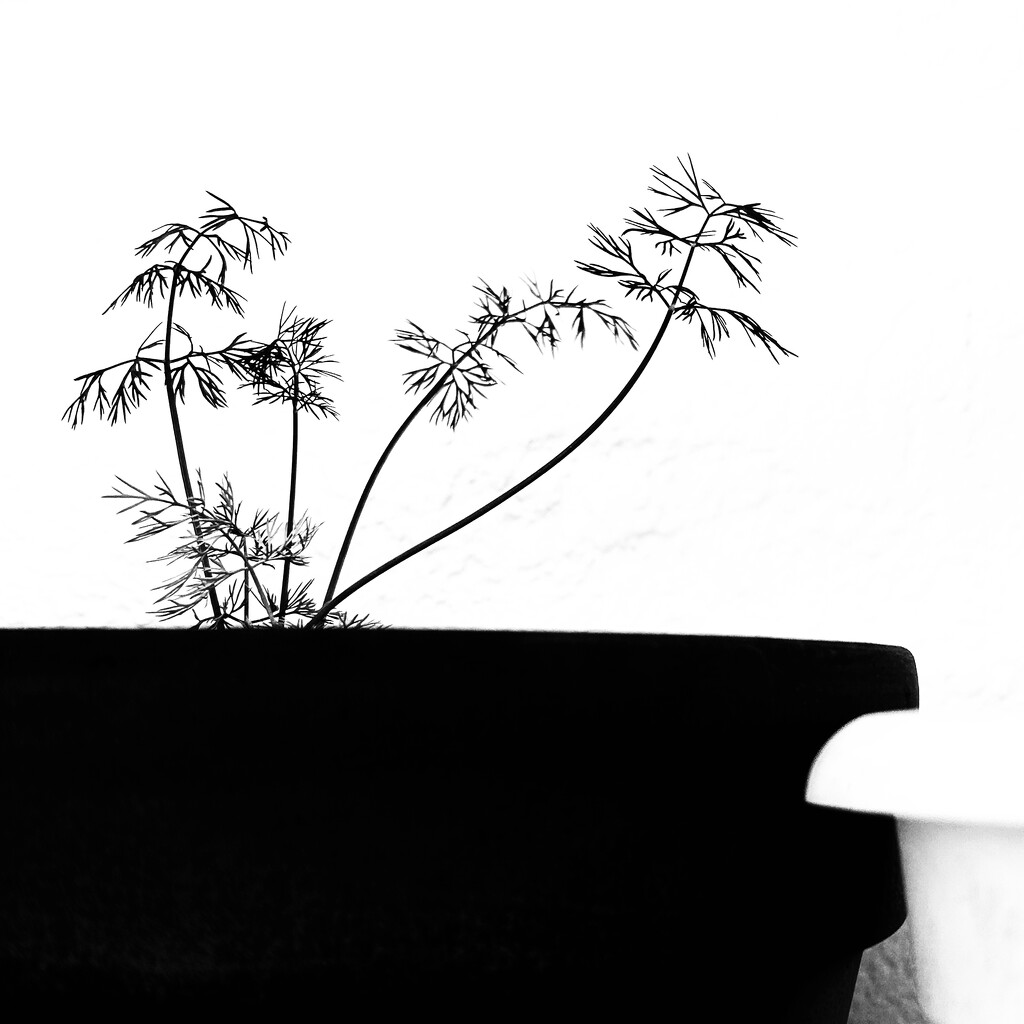 It’s not a BIG DILL… by joemuli