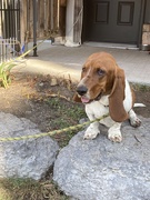 24th Sep 2025 - Olive, Waiting for her Dad