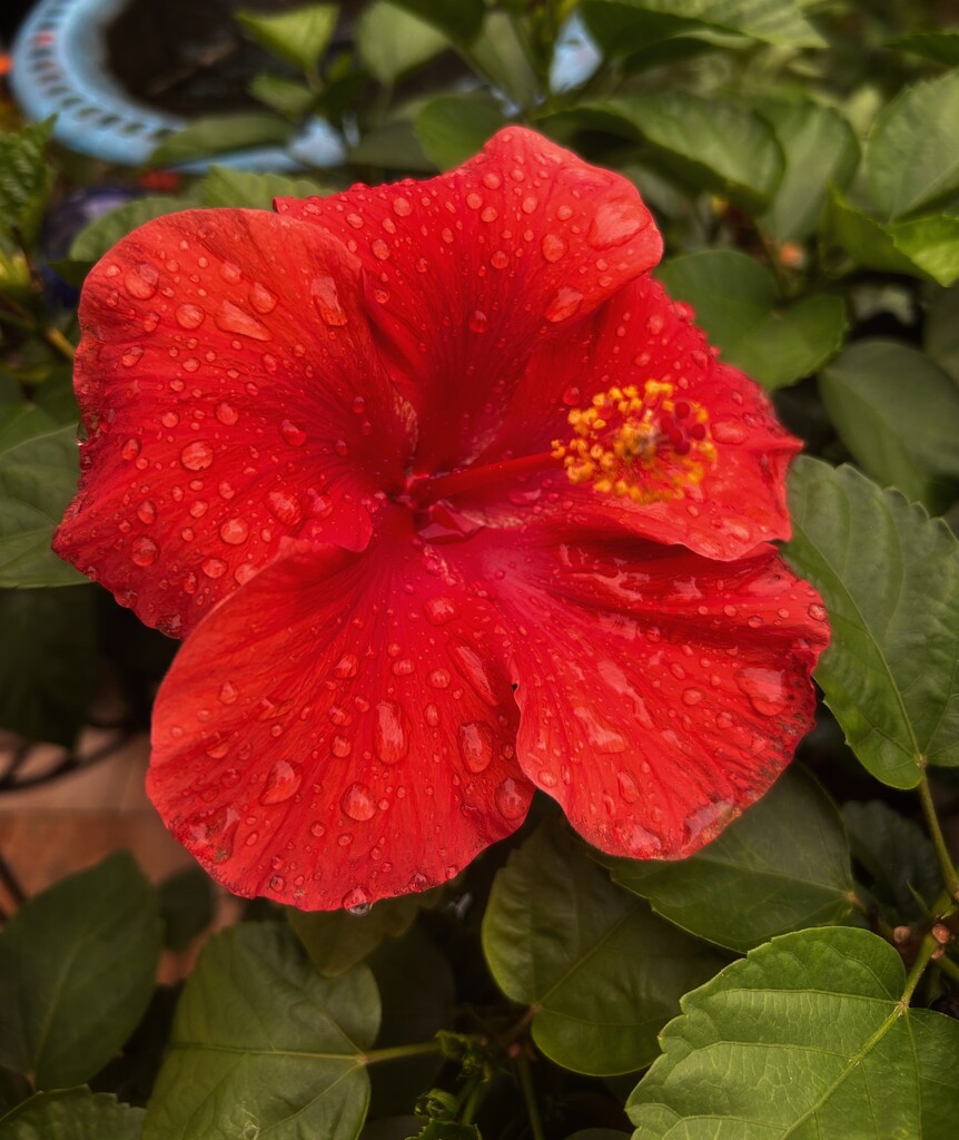 Hibiscus in the Rain by marylandgirl58