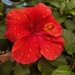 Hibiscus in the Rain