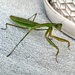 Praying Mantis Posing by marylandgirl58