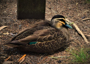 25th Sep 2025 - Asleep, With Eyes Wide Open ~