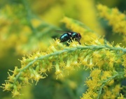 24th Sep 2025 - In a Sea of Yellow