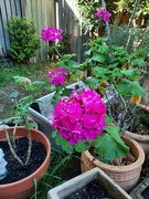 25th Sep 2025 - Brilliant 