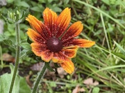 24th Sep 2025 - 24september