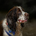 English Springer Spaniel by yorkshirekiwi