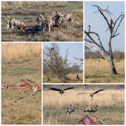 24th Sep 2025 - Botswana Day 8 - 1