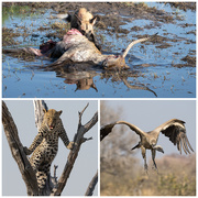 25th Sep 2025 - Botswana Day 8 - 2