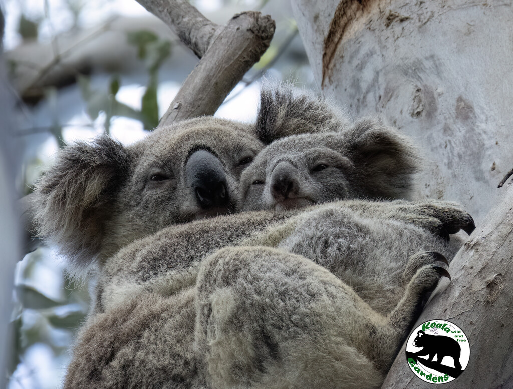 let's stick together by koalagardens