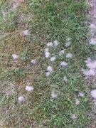 25th Sep 2025 - Solitary bees?