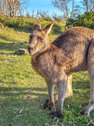 25th Sep 2025 - Talons!