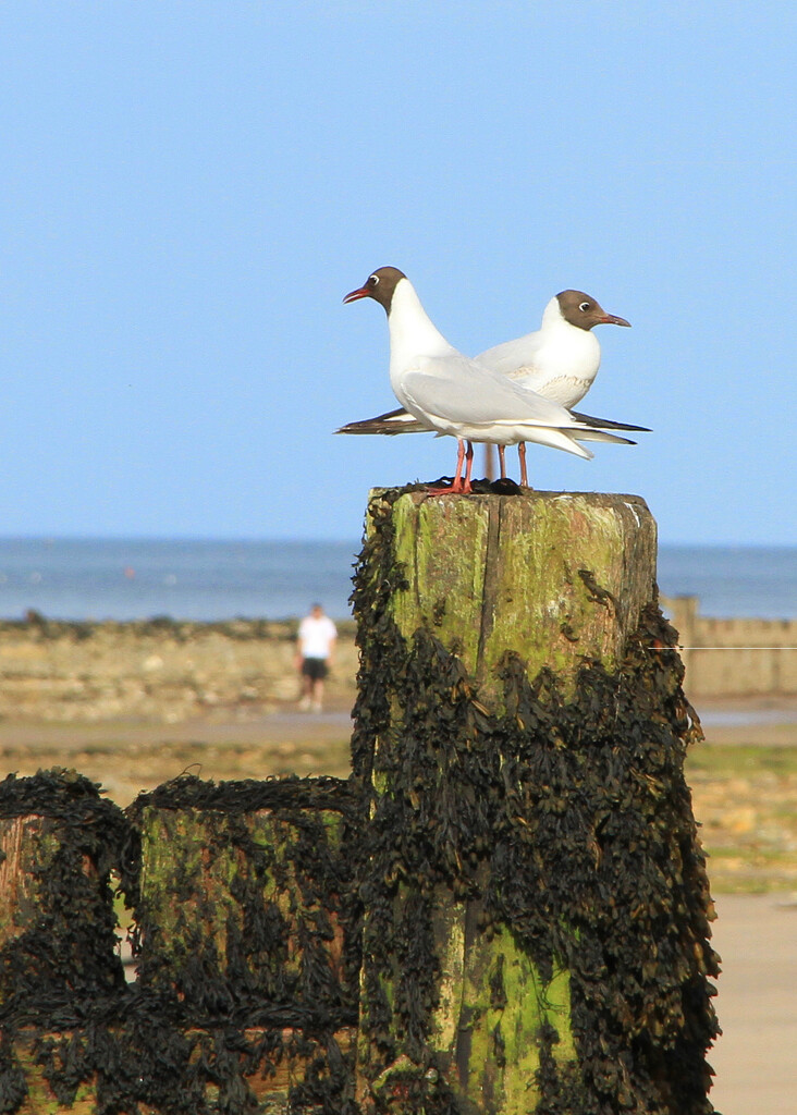 .Just a couple of Gulls by bricam