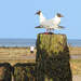 .Just a couple of Gulls by bricam
