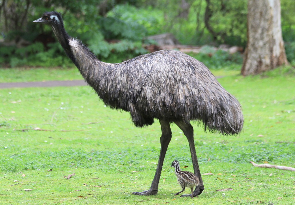 Father and son by gilbertwood