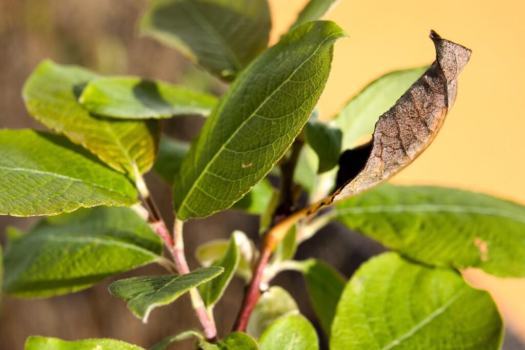 A Leaf’s Two Faces by okvalle