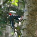 LHG_4134 Pileated -away he goes by rontu