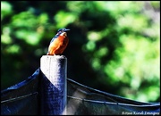 25th Sep 2025 - Sitting on the fence