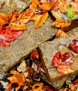 25th Sep 2025 - Leafy Bricks