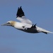 GANNET by markp