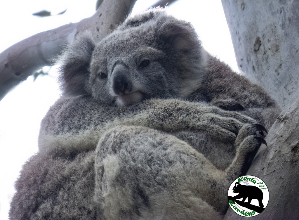 what's that thing on the ground ma? by koalagardens