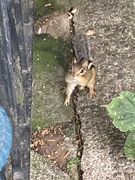 25th Sep 2025 - Cute Little Guy