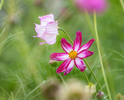 21st Sep 2025 - evening flowers