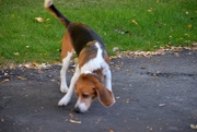 24th Sep 2025 - Cute Beagle