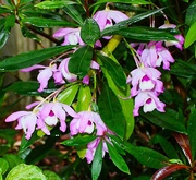 26th Sep 2025 - My Tree  Orchid Close Up ~