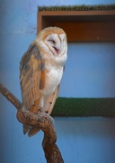 25th Sep 2025 - 9-25-25 Who's Laughing at Whom