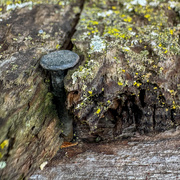 24th Sep 2025 - Nailed It