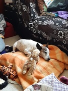 26th Sep 2025 - A Dog and his Bunny