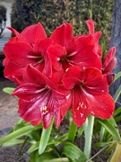 26th Sep 2025 - Hippeastrum