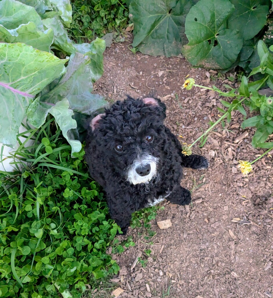 good girl in the garden by wakuwaku