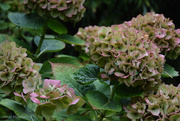 21st Sep 2025 - hydrangea