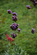 19th Sep 2025 - Verbena bonariensis