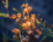 22nd Sep 2025 - dried wildflowers