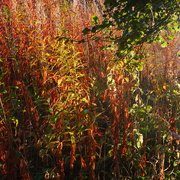 26th Sep 2025 - Autumn closing in