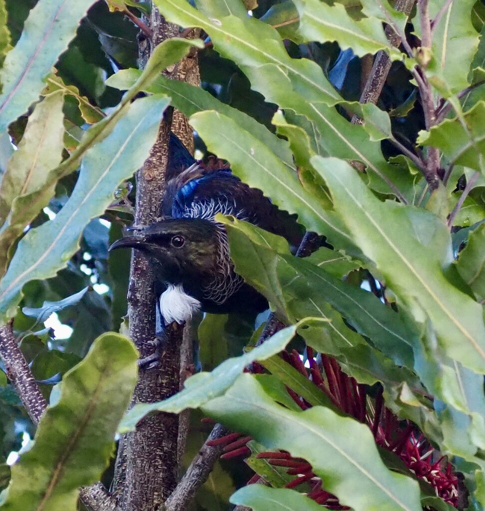 Tūī in a Rewarewa tree (NZ native tree ) by whippy