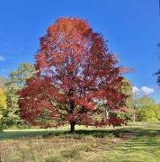 26th Sep 2025 - My favourite Tree