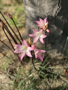 25th Sep 2025 - Naked ladies