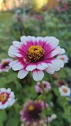 26th Sep 2025 - Zinnias