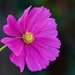 Pink Cosmos by carole_sandford
