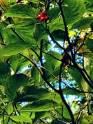 26th Sep 2025 - Dogwood