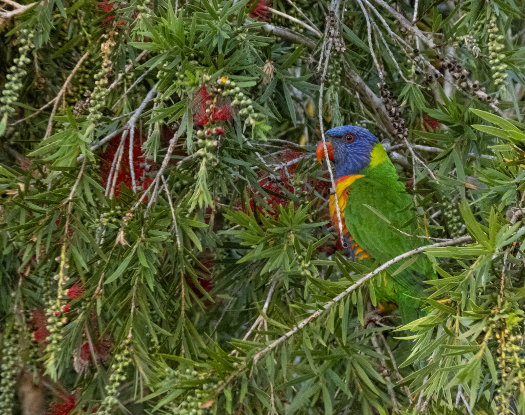 I'm a flower by koalagardens