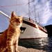 Šipan Cat