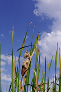 11th Sep 2025 - Is it cattails or cat tails?