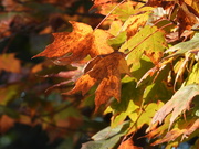 26th Sep 2025 - 26september