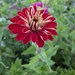 zinnia
