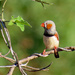  Zebra Finch  by judithdeacon