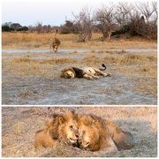 27th Sep 2025 - Botswana Day 9 - 1